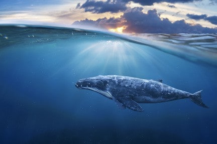 Niebieski wieloryb – Blue Whale Challenge